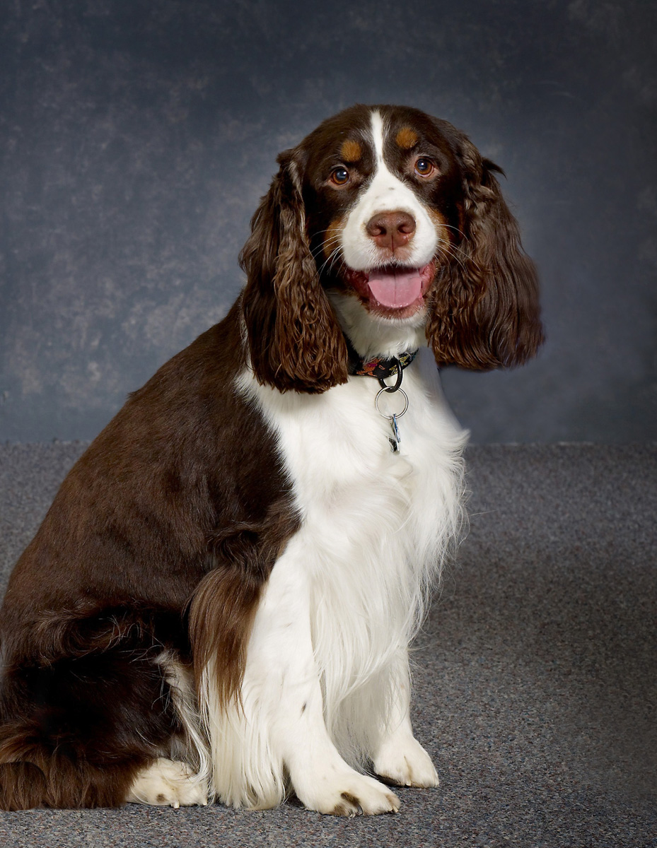 Dog Portrait Columbia, MD